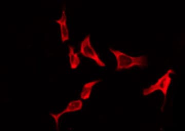 Polyclonal Rabbit anti-Human RXFP3 Antibody (IF, WB)