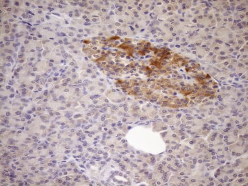 FSIP1 Antibody (clone OTI4F9)