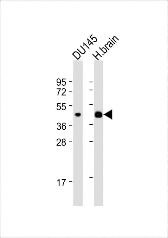 HTR1E / 5-HT1E Receptor Antibody (aa223-258)