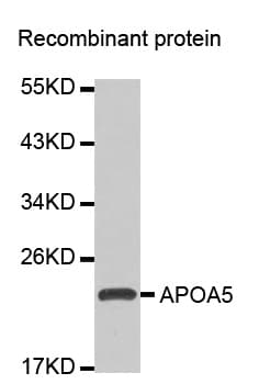 Apolipoprotein A-V Antibody