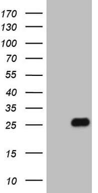 HBP17 / FGFBP1 Antibody (aa24-234, clone OTI5D7)