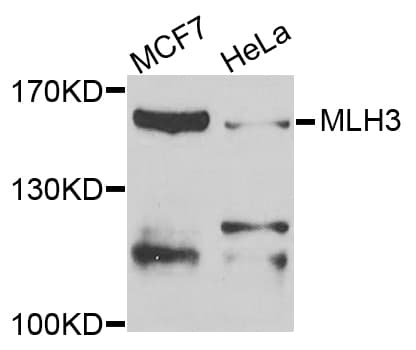 Polyclonal Rabbit anti-Human MLH3 Antibody (WB)