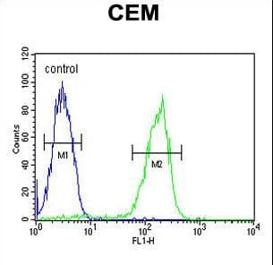 MAP1S Antibody (aa493-520)