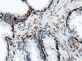 NT5DC1 Antibody (clone OTI2H8)