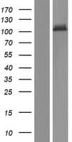 NDST4 Protein (Over-Expression Lysate Myc-DDK (Flag))