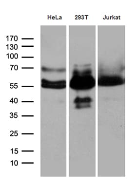 Monoclonal Mouse anti-Human HS1BP3 Antibody (clone OTI10D9, Carrier-free, aa145-392, IHC, WB)