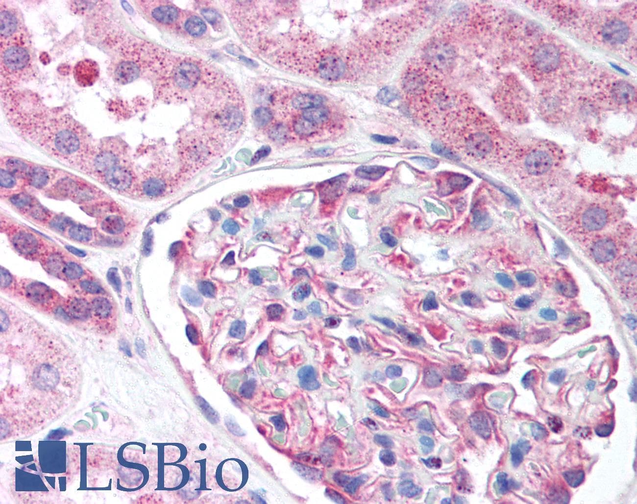 IHC-plus™ NES / Nestin Antibody