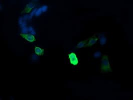 MAP2K1 / MKK1 / MEK1 Antibody (clone OTI4H8, Carrier-free)
