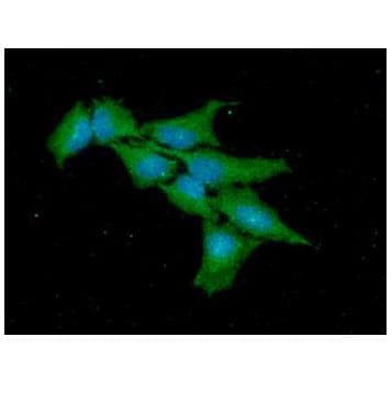 ODC1 / Ornithine Decarboxylase Antibody (clone AT9B3)
