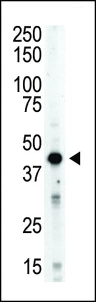 AURKB / Aurora-B Antibody (aa283-313)