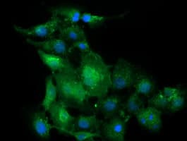 CD19 Antibody (clone OTI2B11)