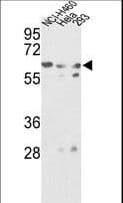 GNS Antibody (aa283-313)
