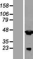 AAR2 Protein (Over-Expression Lysate Myc-DDK (Flag))