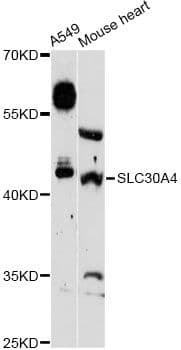 SLC30A4 Antibody