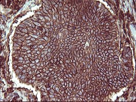 CD44 Antibody (clone OTI1D8)