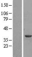 ANXA1 / Annexin A1 Protein (Over-Expression Lysate Myc-DDK (Flag))