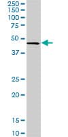 CMAS Antibody (clone 5A2)