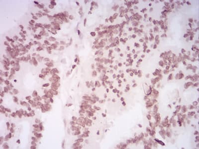 HIST2H4A Antibody (clone 3E7H2)