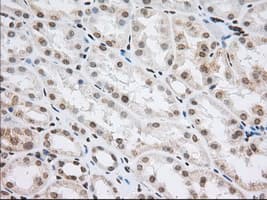 CYP1A2 Antibody (clone OTI8F1)