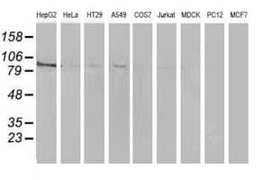 MAPK7 / ERK5 Antibody (clone OTI3H2)