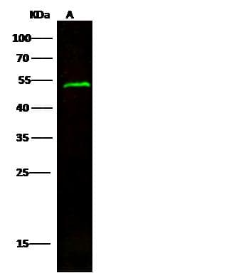EXOG / ENDOGL1 Antibody (Preservative Free)