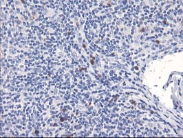 SERPINB2 / PAI-2 Antibody (clone 1G3, Carrier-free)