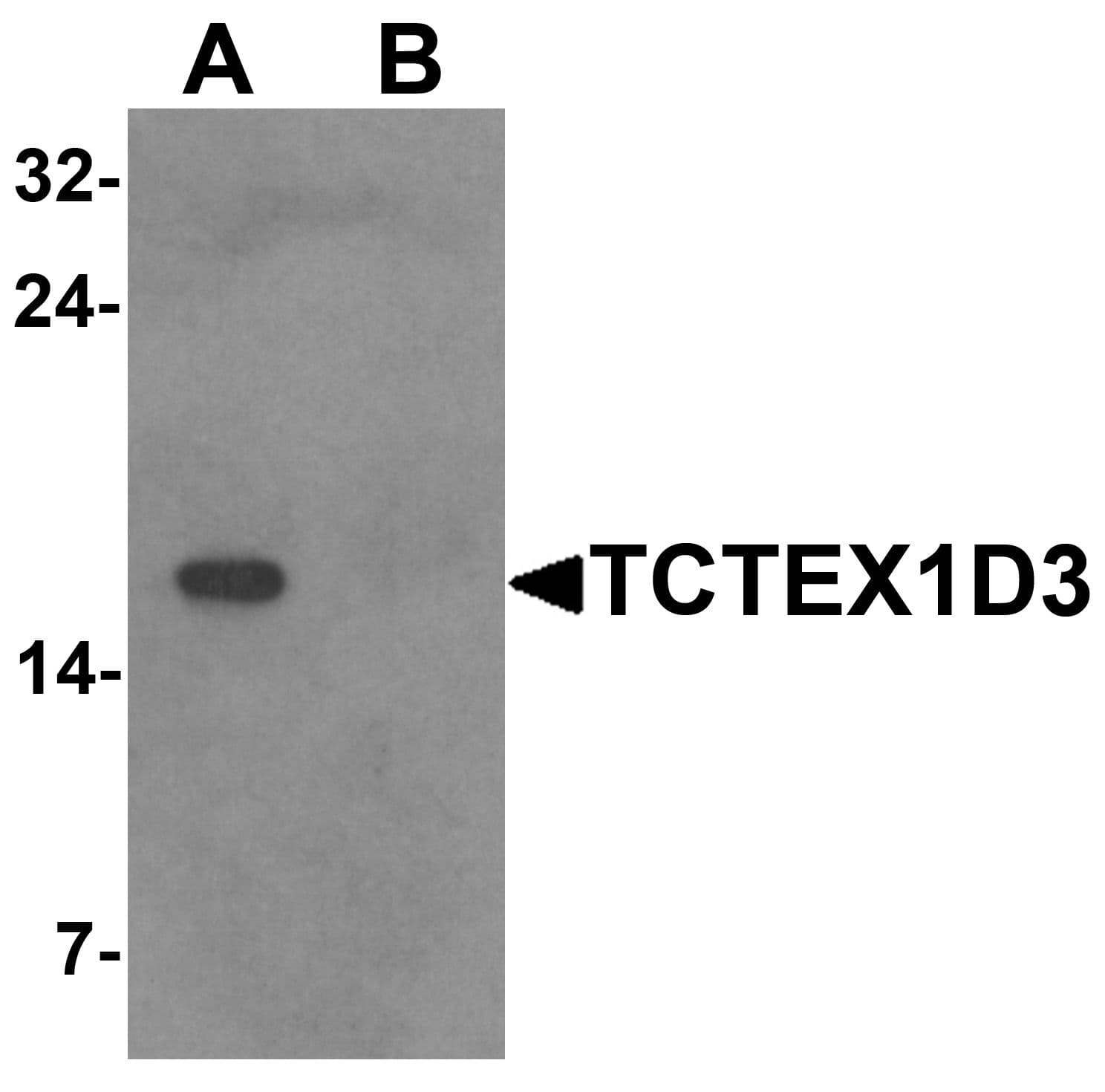 IHC-plus™ TCTE3 Antibody