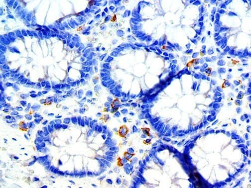 CD33 Antibody (clone RBT-CD33)