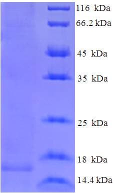 Rana japonica Sialic Acid-Binding Lectin Protein (Recombinant His)
