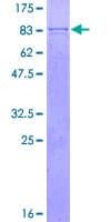 Human CYP4B1 Protein (Recombinant GST)