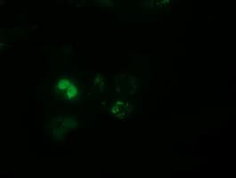 PPWD1 Antibody (clone OTI1G6)