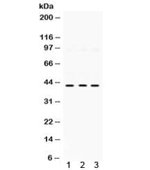 MAPK13 / p38delta Antibody