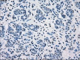CD32A Antibody (clone OTI20D1)