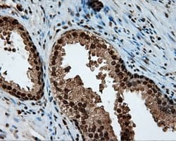 LTA4H / LTA4 Antibody (clone OTI7D11)