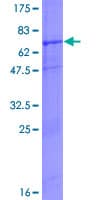 Human MAPKAP1 / MIP1 Protein (Recombinant GST)