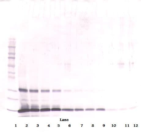 Leptin Antibody