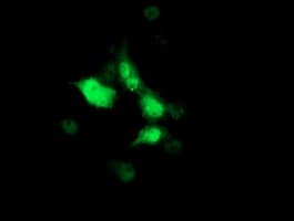 SOCS3 Antibody (clone OTI7E10)