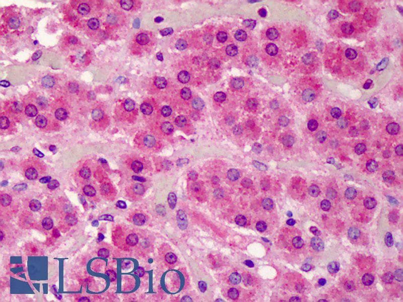 IHC-plus™ SMAD3 Antibody (aa100-150)