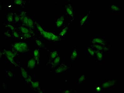 HIST1H1C Antibody