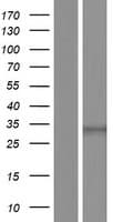ISX Protein (Over-Expression Lysate Myc-DDK (Flag))