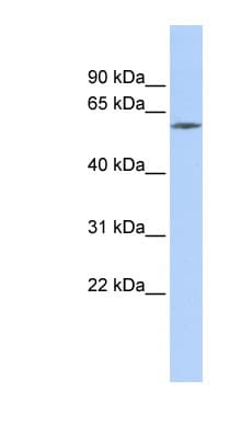 ZNF205 Antibody (C-Terminus)