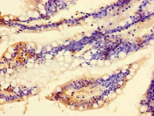 C9orf57 Antibody