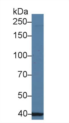 UBAP2 Antibody (aa1-104, PE)