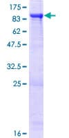 Human RFX4 Protein (Recombinant GST)