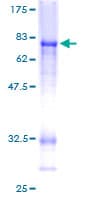 Human CTBP2 Protein (Recombinant GST)