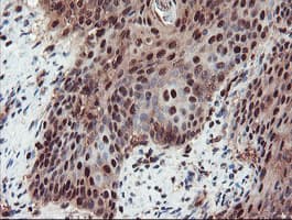 TRAIP / TRIP Antibody (aa67-313, clone OTI2D4, Carrier-free)