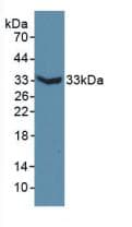 MAP6 Antibody (aa177-387)