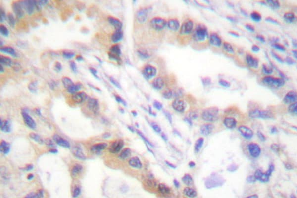 Polyclonal Rabbit anti-Human UCN / Urocortin Antibody (Ala103, IHC)