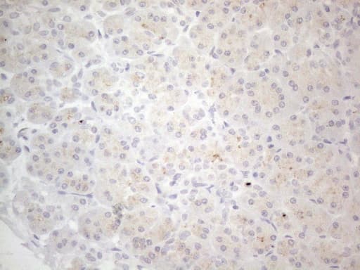 NPPB / BNP Antibody (aa27-102, clone OTI11G4)