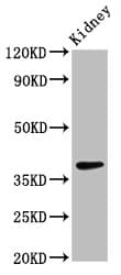IHC-plus™ LIMS1 / PINCH Antibody